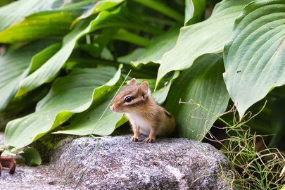 A small chipmunk with brown striped fur and a white underbelly sits alertly on a gray rock, surrounded by large broad green hosta leaves in a garden setting.